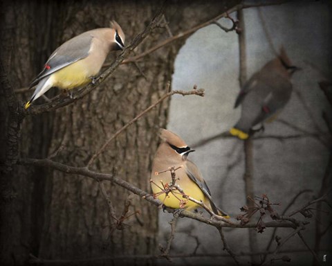 Framed Winter Visitors Cedar Waxwings Print