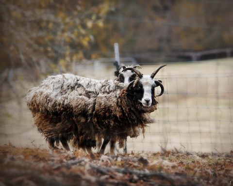 Framed Woolly In Autumn Jacob Sheep Print