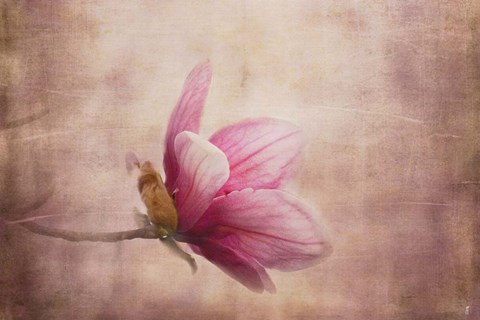 Framed Pink Magnolia 1 Print