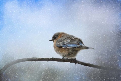 Framed Bluebird In The Snow Print