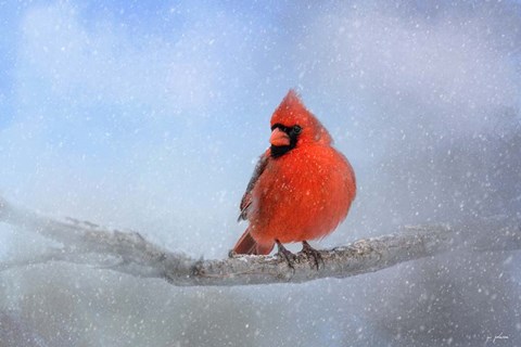 Framed Cardinal In The Snow Print