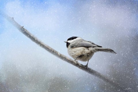 Framed Chickadee In The Snow Print