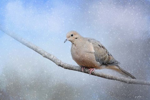 Framed Dove In The Snow Print
