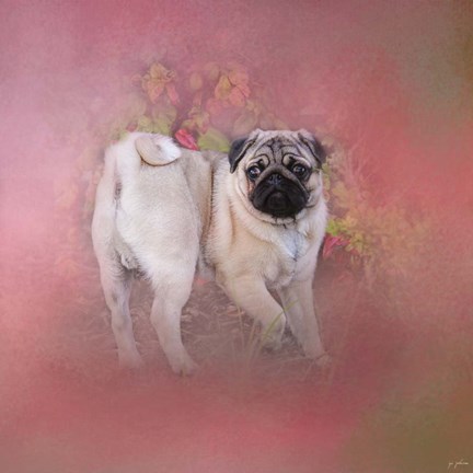 Framed Pug In The Garden Print