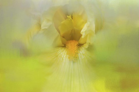 Framed Iris In Lime Print