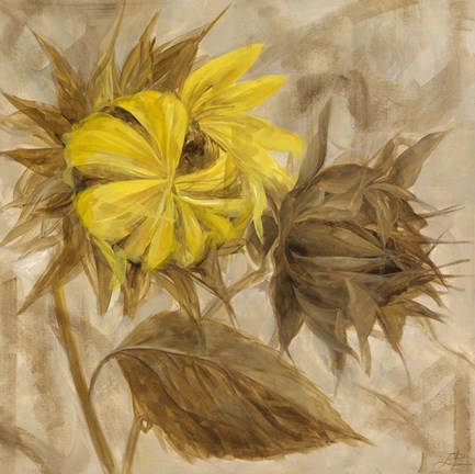 Framed Sunflower IV Print