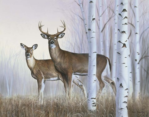 Framed Deer In Birch Woods Print