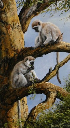 Framed Vervet Pair Print