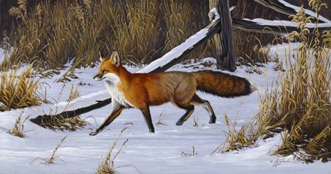 Framed Fox Trot  - Red Fox Print