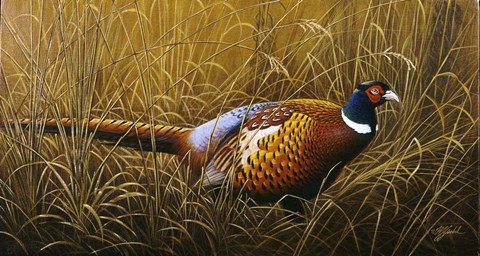 Framed Sneaking Through The Long Grass - Ring Neck Pheasant Print