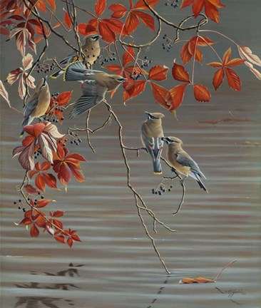 Framed Autumn Harvest - Cedar Waxwing Print