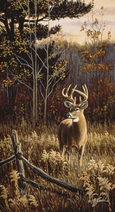 Framed Autumn Whitetail Print