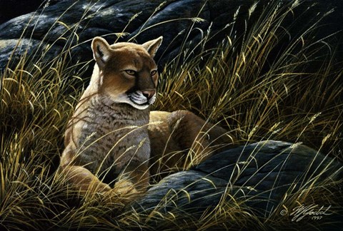 Framed Cougar In The Grass Print