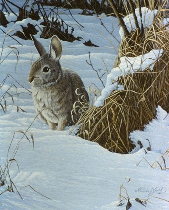 Framed Snow Cover Cottontail Print