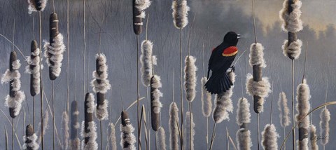 Framed Marsh Notes - Red Wing Blackbird Print