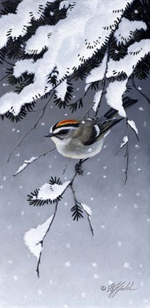 Framed Winter Sprite - Golden Crown Kinglet Print