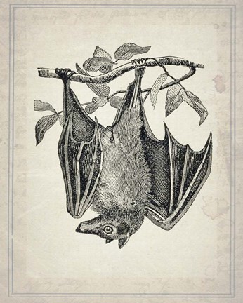Framed Bats 4 Print