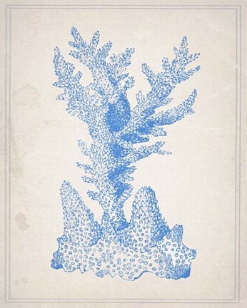 Framed Blue Coral 1 Print