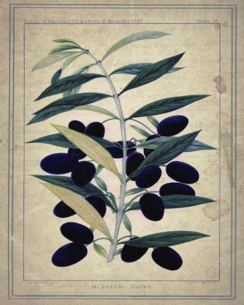 Framed Olives Print