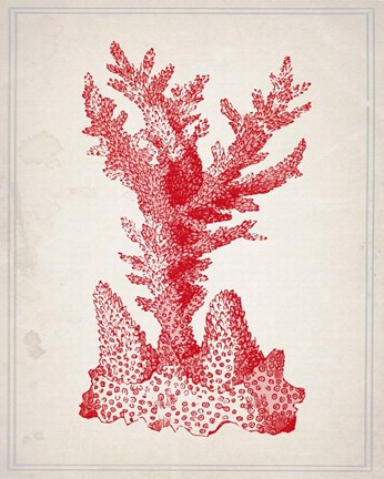 Framed Red Coral 1 Print