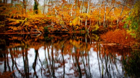 Framed Fall Pond Colors 2 Print