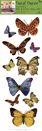 Framed Butterfly Study Print