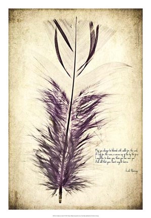 Framed Feather in Color II Print
