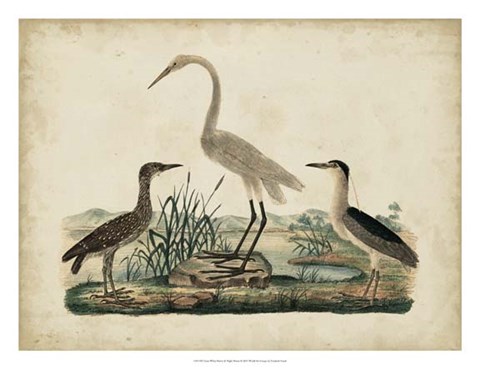 Framed Great White Heron &amp; Night Heron Print