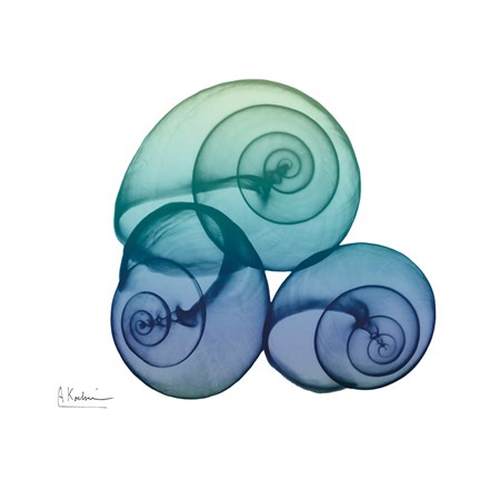 Framed Sea Sky Snails Print