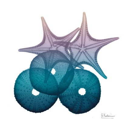Framed Ocean Hues Sea Urchin And Starfish Print