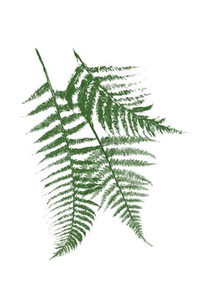 Framed Green Ferns Mate Print