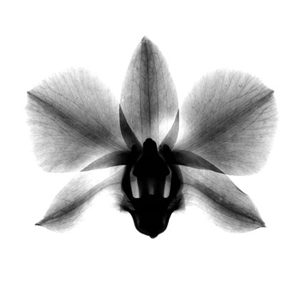 Framed Orchid, Phalenop. X-Ray Print