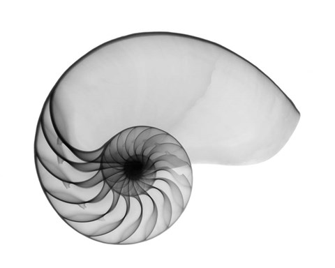 Framed Nautilus Shell Lite X-Ray Print