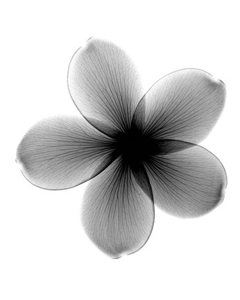 Framed Plumeria X-Ray Print