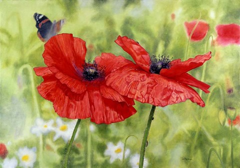 Framed Poppies And Butterfly Print