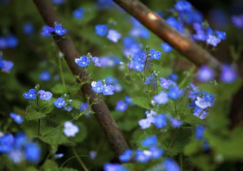 Framed Blue Little Flowers Print