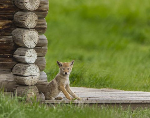 Framed Coyote Pup on Log Cabin Porch Print