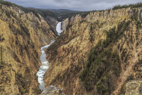 Framed Yellowstone Grand Canyon - Lower Falls Print