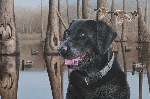 Framed Black Lab Print