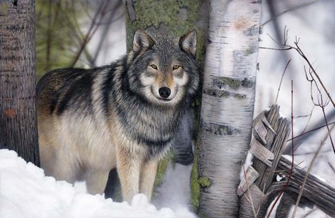 Framed Lone Wolf in the Snow Print