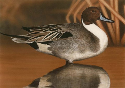 Framed Northern Pintail III Print