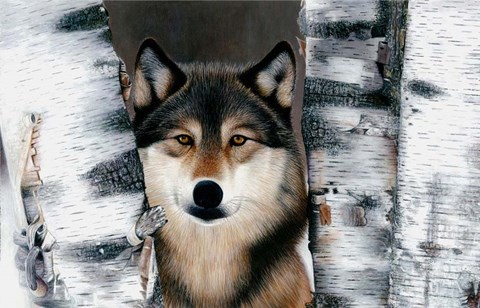 Framed Wolf Peeking Through The Birch Print