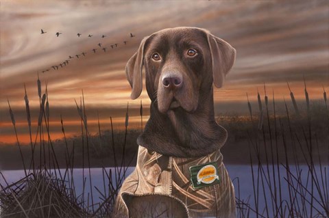 Framed Chocolate Lab In The Sunset Print