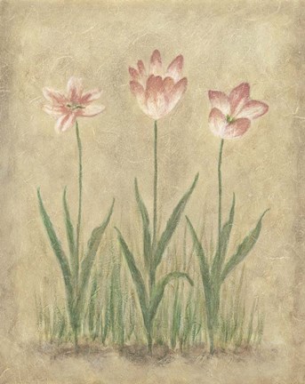 Framed Blooming Tulips I Print