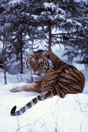 Framed Beautifully Striped Tiger in Snow Print