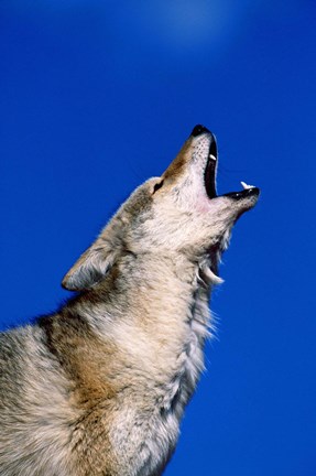 Framed Wolf Howling with Head Back Print