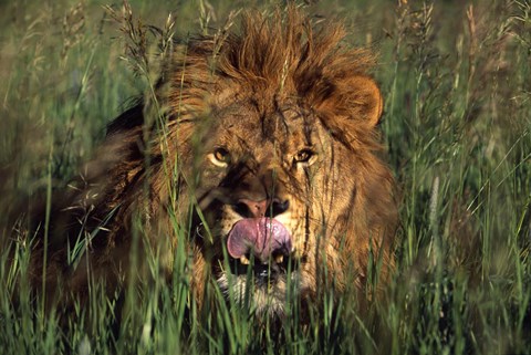 Framed Close Up of Lion Head in Grass Print