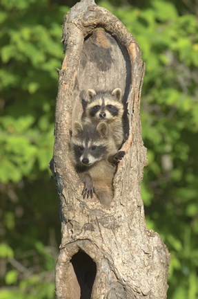 Framed Two Raccoons in Hollow Tree Print