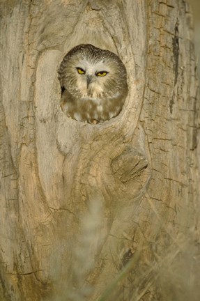 Framed Owl Head Peaking out of Tree Print