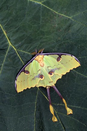 Framed Butterfly Against Leaf Print